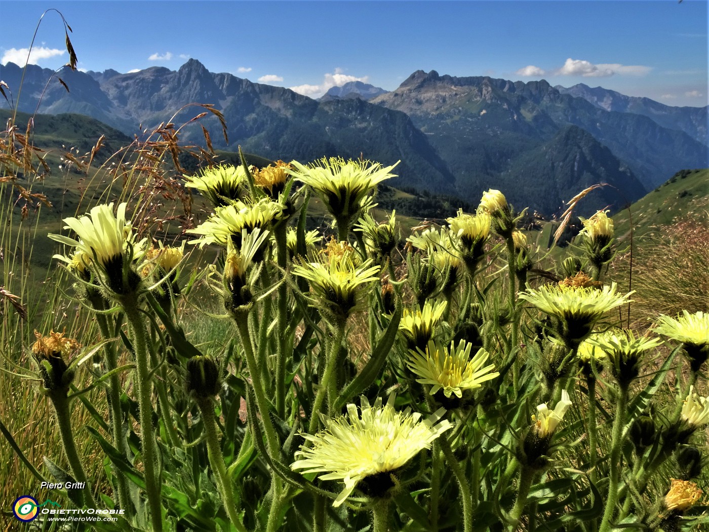 14 Fiori gialli con vista su cime orobiche brembane.JPG